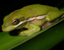 Photo showing a Green treefrog (Hyla cinerea)