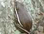 Photo showing a Green treefrog (Hyla cinerea)