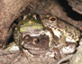 Photo showing a Bronze frog (Rana clamitans).