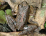 Photo showing an Eastern cricket frog (Acris crepitans) 