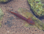 Photo showing a Barton Springs Salamander (Eurycea sosorum)
