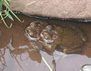 Photo showing a Cane toad (Bufo marinus)
