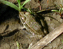 Photo showing a Northern Leopard Frog (Rana pipiens)