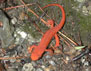 Photo showing Eastern newt (Notophthalmus viridescens) Warren County, NY, 2004. 