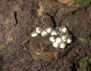 Photo Northern dusky salamander (Desmognathus fuscus) Page County, VA 2004.
