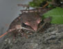 Photo showing Wood frog (Rana sylvatica) Warren County, NY, 2004.