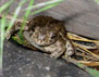 Photo showing Woodhouse's toad (Bufo woodhousii) Jefferson County, CO 2004.