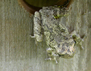 Grey Treefrog (Hyla versicolor)