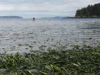 Frame in seagrass meadow