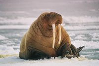 walrus