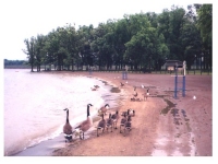 Geese at Mosquito Lake, Cortland, Ohio. Bird droppings are a suspected source of contamination, so the number of birds counted was used in the predictive model for this beach. (Photo by Ted Smith, Trumbull County Health Department)
