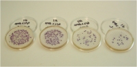 It take 18-24 hours to obtain results of E. coli concentrations by standard cultural methods.  This shows a dilution series using a cultural method, modified mTEC, used to monitor some Ohio beaches.  
