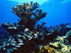 Colony of Acropora palmata in the Florida Keys National Marine Sanctuary