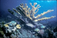 Elkhorn coral.