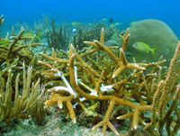 Staghorn coral.