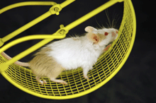 image of a mouse running on a wheel.