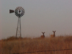 Rangeland setting of the norhtern High Plains.