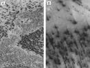 Dark spots (left) and 'fans' appear to scribble dusty hieroglyphics on top of the Martian south polar cap in two high-resolution Mars Global Surveyor, Mars Orbiter Camera images taken in southern spring