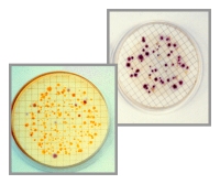 Standard Bacterial Indicators