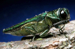 Emerald ash borer adult.