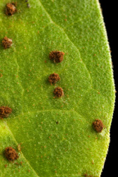 Bean leaf showing pustules of the bean rust fungus. Link to photo information