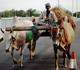 image of a man and his cow on the new bridge