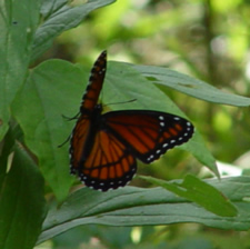 monarch butterfly on refuge