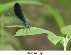 damsel fly on refuge