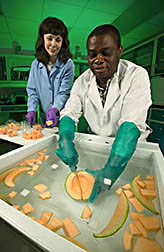 Chemist cuts a cantaloupe under water while food technologist prepares the cut samples for analysis: Click here for full photo caption.