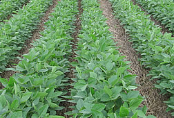 Soybeans growing in mulch of flattened rye plants. 