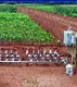 Subsurface drip irrigation controls.