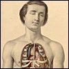 Medical Anatomy by Sibson and Fairland
