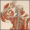 Anatomia universale... by Paolo Mascagni and Antonio Serantoni