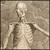 Tabulae Sceleti by Albinus and Wande-laar