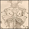 Anatomiae by Johannes Eichmann