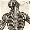 Tabulae anatomicae by Pietro Berrettini da Cortona
