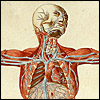 Romanae archetypae tabulae anatomicae novis... by Bartolomeo Eustachi and Giulio de’Musi