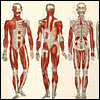 Systematized anatomy by Sarlandière and Bisbee