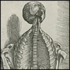 De Humani Corporis Fabrica by Vesalius