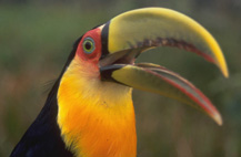 Toucan at Mbaracayú Forest Nature Reserve in Paraguay