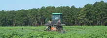 Coastal Plains Soil, Water, and Plant Research Center Site Logo