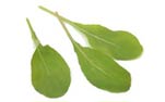 Photo of Arugula lettuce variety