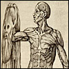 Anatomia del corpo humano by Juan Valverde de Amusco