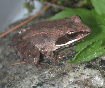 Wood frog (Rana sylvatica) Warren County, NY, 2004.