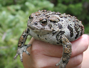 Photo showing a Western toad (Bufo boreas)