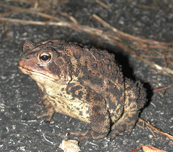 Photo showing an American Toad (Bufo americanus)