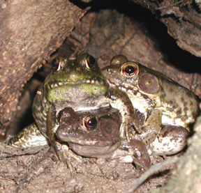 Photo showing a Bronze frog (Rana clamitans)
