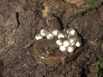 Northern dusky salamander (Desmognathus fuscus) Page County, VA, 2004.
