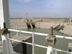 Two storage reservoirs (on R & L) of the Sweet Water Canal  control flow of fresh water downstream. The project supplies all the fresh water to the city of Basrah and environs. The serpentine walls within the reservoir are designed to slow the flow of water allowing solids to settle  providing cleaner water to water treatment  plants downstream. The 275km canal, storage reservoir and pumping stations have suffered from a lack of maintenance and will be rehabilitated by USAID partner Bechtel at a cost of almost $12 milllion. When completed by March 1, 2004 it will serve 1.75 million citizens of the Basrah region.