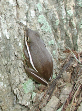 Photo showing a Green treefrog (Hyla cinerea)